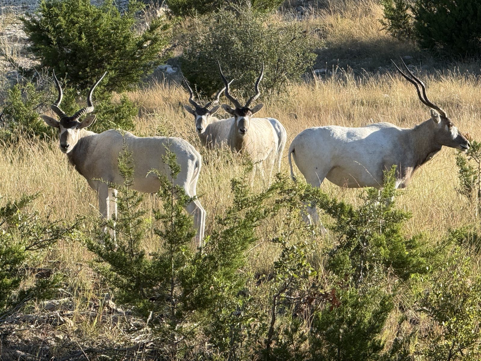 Addax on a hillside