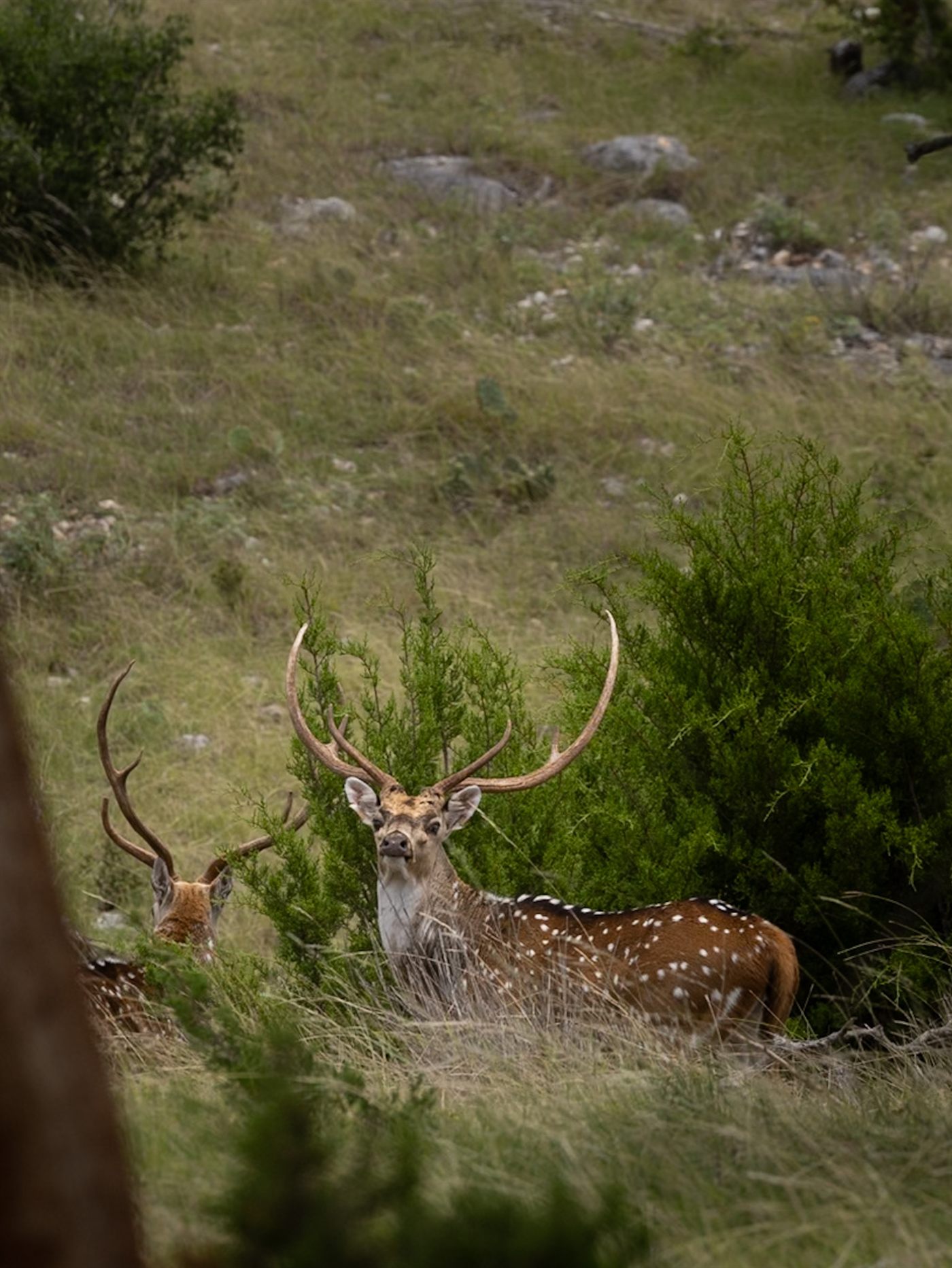 Axis bucks on a rocky hillside