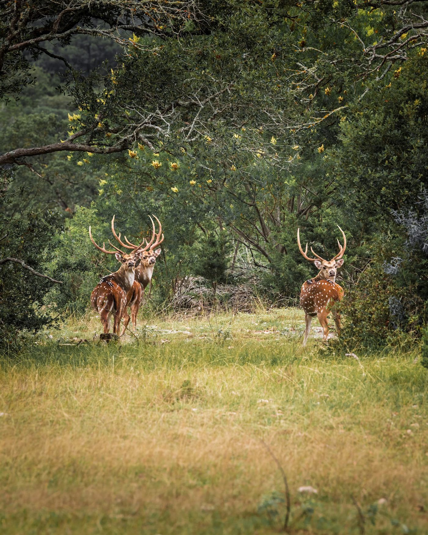 Axis bucks under a flowering oak