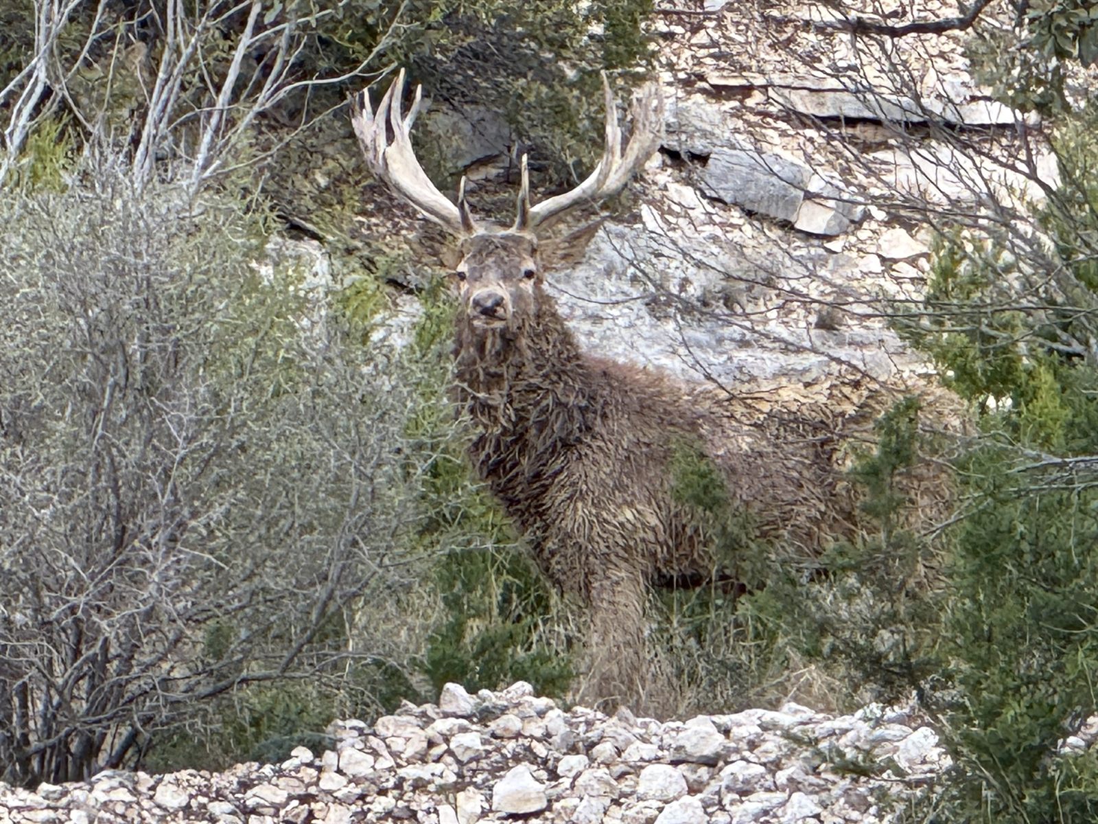 A red stag against limestone cliffs