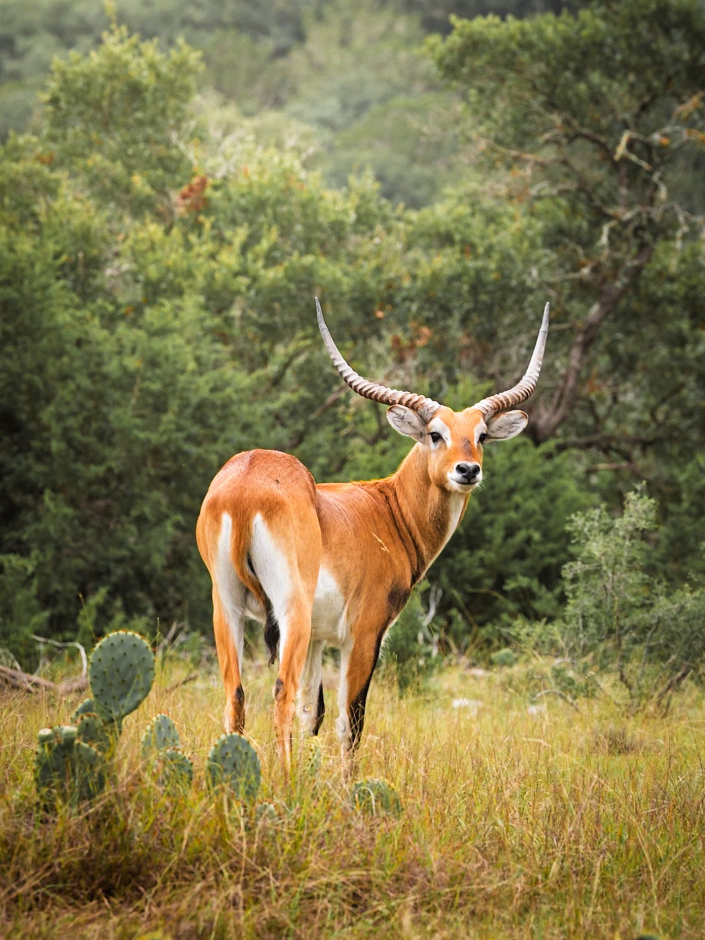 A red lechwe standing in the grass