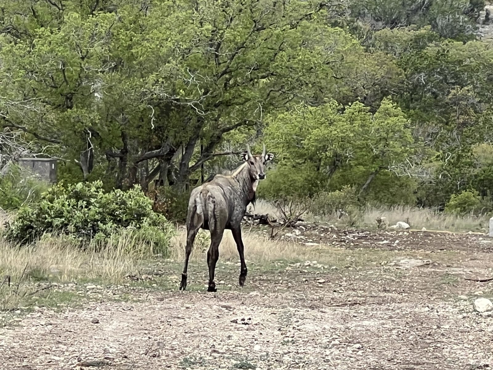 A nilgai bull in the open