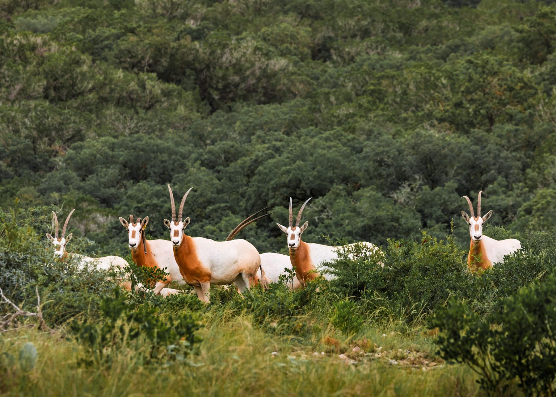 A herd of scimitar-horned oryx