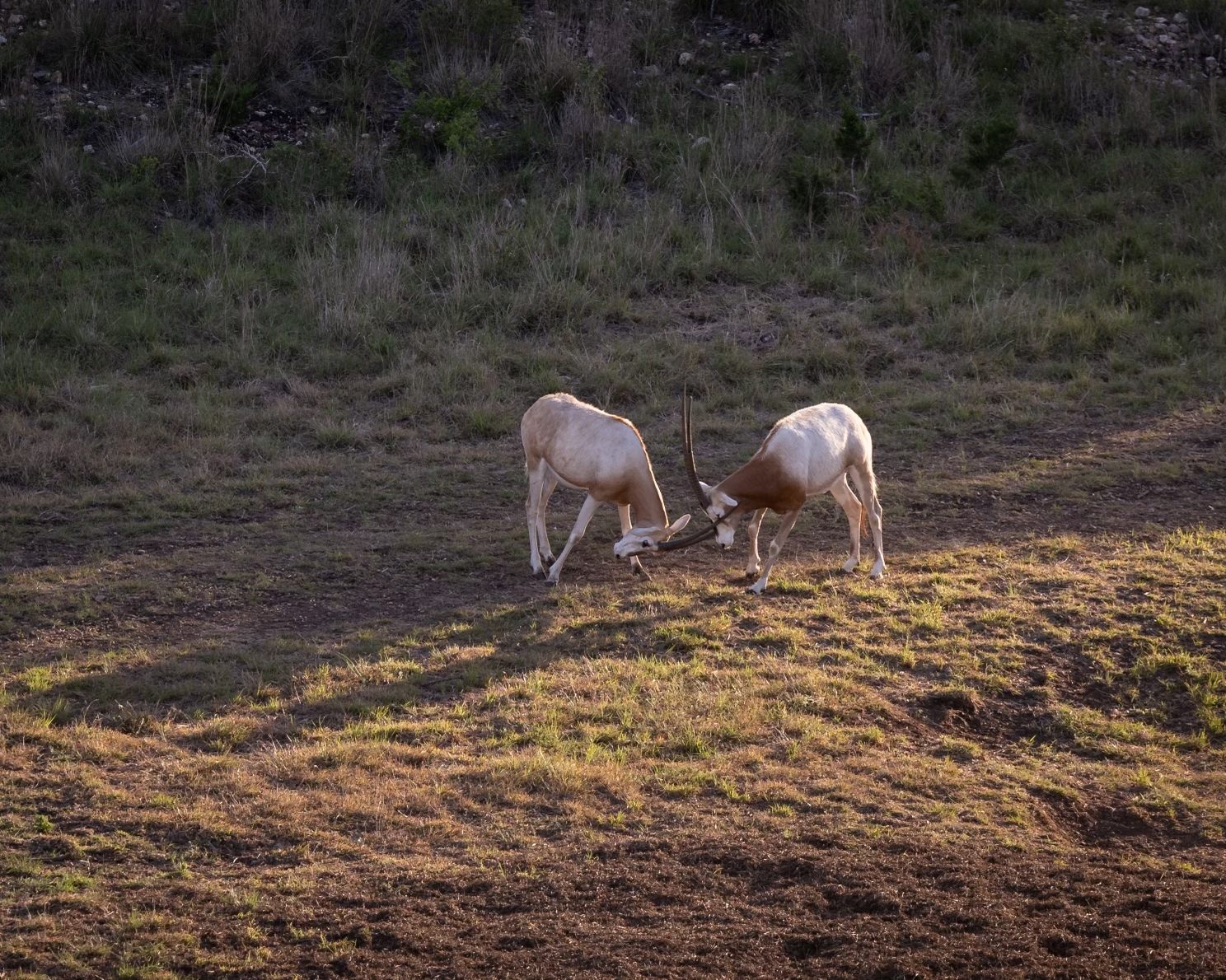 Two scimitar-horned oryx sparring at golden hour