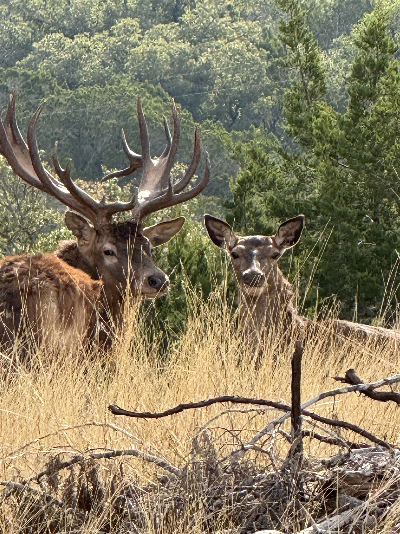 A red stag and hind in tall grass